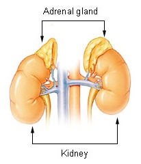 Adrenal glands 