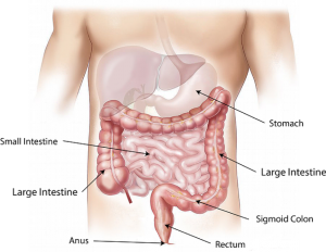 Resection of Colon - Top Surgeons NYC