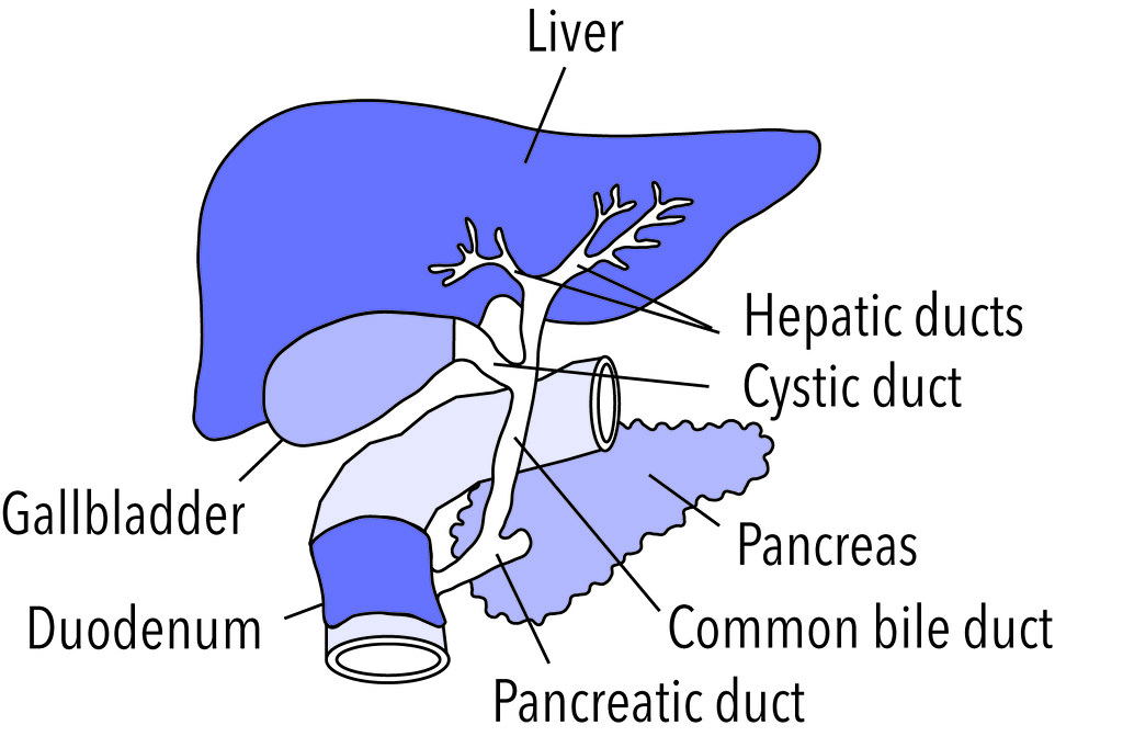 the gallbladder