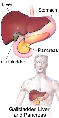 Common Questions About Gallbladder Surgery Answered